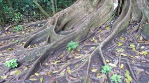 Fantastiske røter (som eigentleg er "toppen".