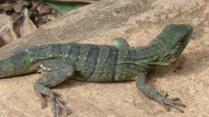 Grøn-blå iguanbaby :)