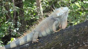 Iguan-hann, i ferd med å bli grå.