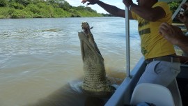 Store krefter! Opp og ta ein kjøtbit.