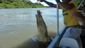 Store krefter! Opp og ta ein kjøtbit.