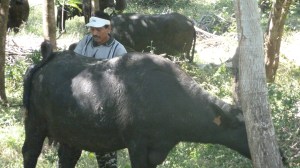 Carlos var godt kjend med bøflane, desse er drektige hoer.
