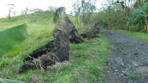 Tre som blei øydelagt under siste utbrot, 1992.